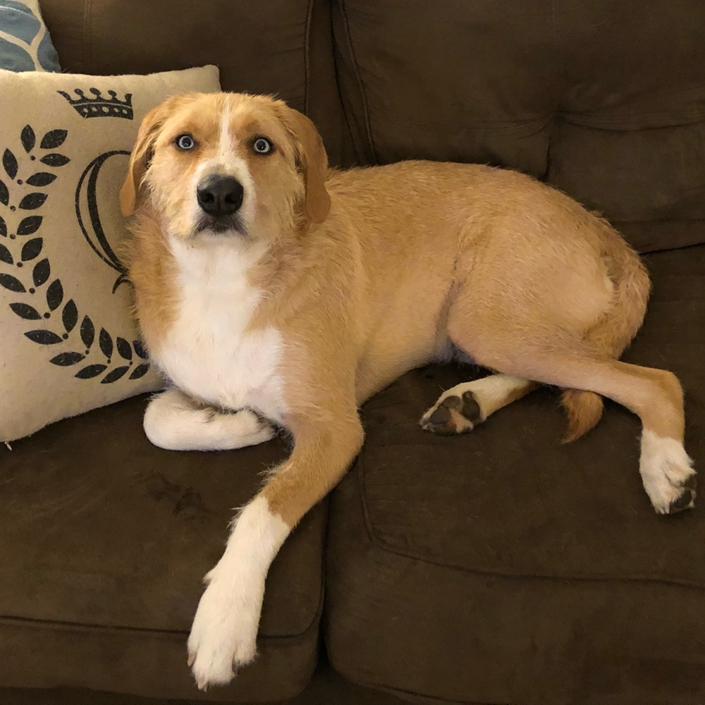 Meet your Posher, Callie